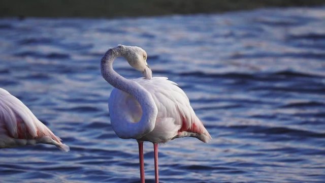 Greater Flamingo cleans feathers in the wetlands in Dubai, Middle East, Ras Al Khor Wildlife Sanctuary, close up shot with selective shallow focus