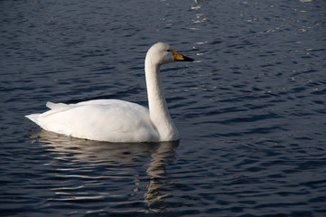 Fototapeta na wymiar 湖面に浮かぶ一羽の白鳥。北海道、屈斜路湖。