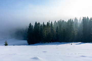 winter landscape at sunrise. spruce forest on a snow covered hill in fog. sunny weather with blue sky