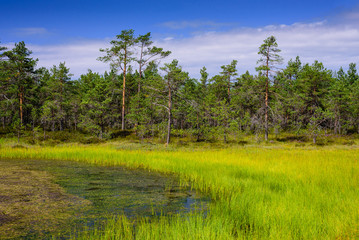 Viru bog (Viru Raba) in Lahemaa national Park, a popular natural attraction in Estonia, a tourist ecological trail. Picturesque landscape with swamp and forest