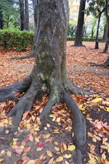 古木と枯れ葉散る晩秋の公園風景