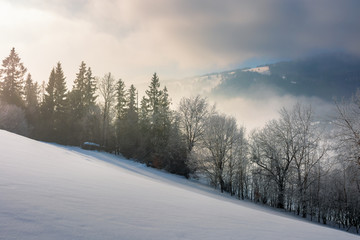 Fototapeta premium dramatic winter sunrise. trees in hoarfrost on a snow covered slope. clouds and mist floating in the valley. borzhava mountain ridge in the distance. amazing open vistas in gloomy frosty weather