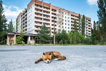 The fox being fed by tourists that has no fear of people and behaves like a dog in the ghost town of Pripyat