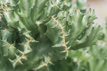 Fototapeta premium Close up Coral Cactus or Euphorbia Lactea ‘Cristata’ succulent plant.