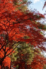赤くなったモミジ／Maple in Nagatoro, Saitama, Japan