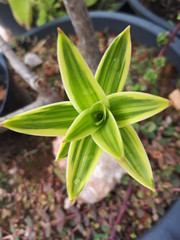 A very beautiful plant which is found in many places of Brazilian nature and around the world