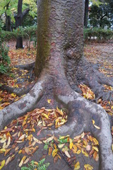 晩秋の雨上りの公園の欅