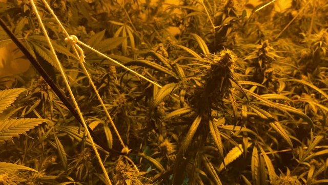 Big Mature Bud of Retail or medical Cannabis Hemp Plant with Leaves and Trichomes Swaying Slowly In Grow Box or Greenhouse