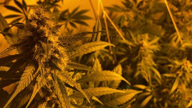 Big Mature Bud of Retail or medical Cannabis Hemp Plant with Leaves and Trichomes Swaying Slowly In Grow Box or Greenhouse