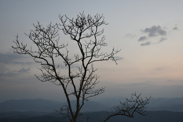 The dead tree with foggy landscape in the morning.