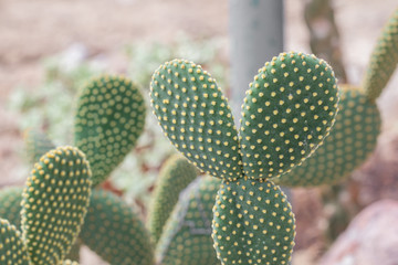Close up Bunny ears or  Angel wings  cactus in a garden.(Opuntia microdasys)