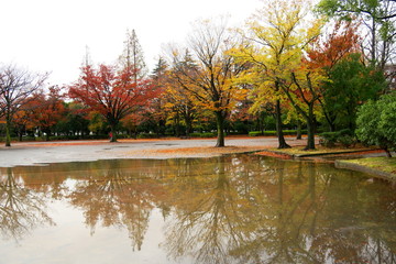 水溜まりのある冬の雨上がりの公園風景