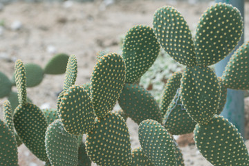 Close up Bunny ears or  Angel wings  cactus in a garden.(Opuntia microdasys)