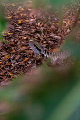 Eastern Water Dragon Lizard between leaves closeup (intellagama lesueurii)