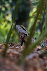 Eastern Water Dragon Lizard between leaves closeup (intellagama lesueurii)
