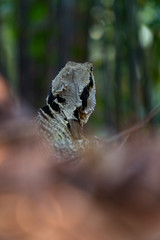 Eastern Water Dragon Lizard between leaves closeup (intellagama lesueurii)
