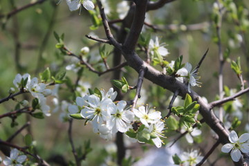blooming tree in spring