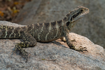 Fototapeta premium Eastern Water Dragon Lizard closeup on rock (Intellagama lesueurii)