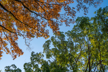 紅葉した木と緑の木とが隣接している風景