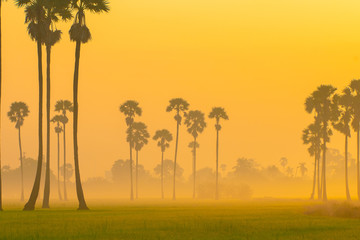 Fototapeta na wymiar Nature landscape sunrise morning sugar palm tree in green rice field
