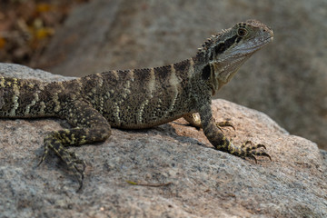 Eastern Water Dragon Lizard closeup on rock (Intellagama lesueurii)