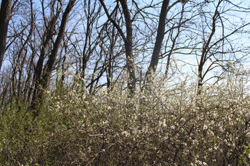 tree in spring