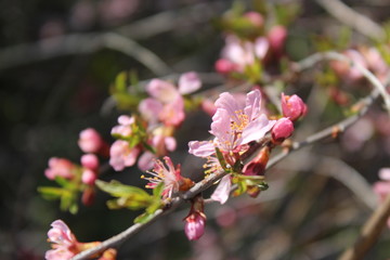 blooming cherry tree in spring