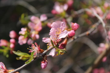 Obraz premium pink flowers in garden