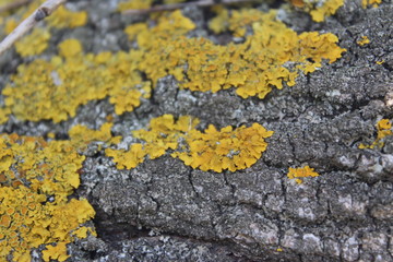 yellow lichen on a rock