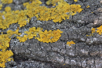 yellow lichen on the rock