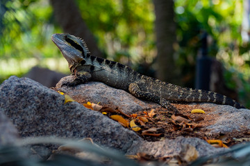 Fototapeta premium Eastern Water Dragon Lizard closeup laying on rock (intellagama lesueurii)