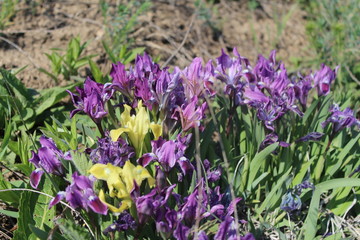 purple crocus flowers in the garden