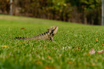 Eastern Water Dragon Lizard Closeup on grass (Intellagama lesueurii)