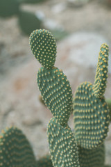 Close up Bunny ears or  Angel wings  cactus in a garden.(Opuntia microdasys)