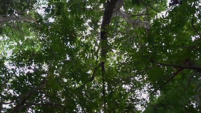 Fauna in Bali