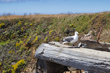Eine Möve auf einen Balken