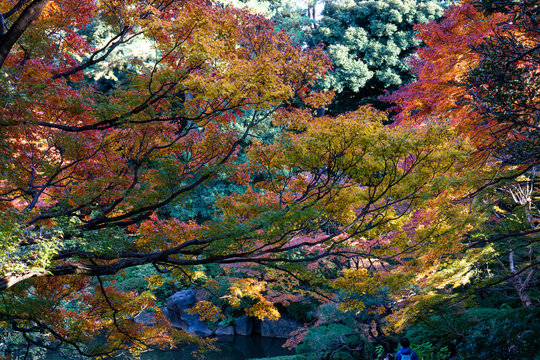 グラデーション状に紅葉した木の枝