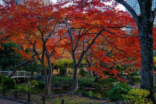 赤く紅葉したもみじ