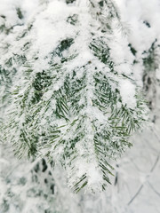 Snow-covered spruce branch close-up in the forest. The concept of winter, cold, frost, holiday.