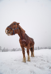 Horse with brown winter fur stay in snowy paddock