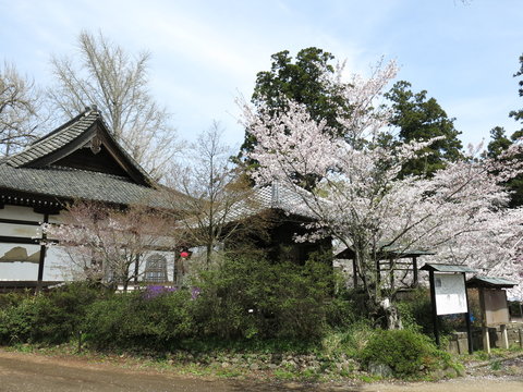 桜が咲く常総市の弘経寺（境内入口付近）