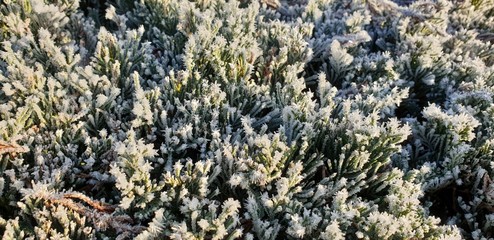 Fototapeta na wymiar gebüsch morgen frost