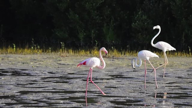 Slow motion shot of the Large greater flamingoes flock on shallow water at Ras Al Khor Wildlife Sanctuary.