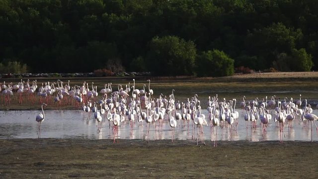 nature conservation park at Dubai Creek. Slow motion shot of the Large flamingos flock on shallow water at Ras Al Khor Wildlife Sanctuary.