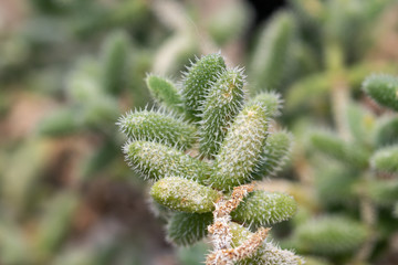 Selective focus close up Pickle Plant.(Delosperma Echinatum)