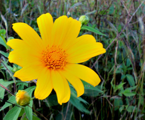 yellow flower