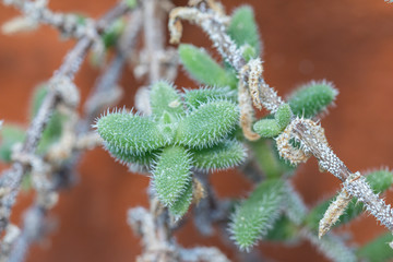 Naklejka premium Selective focus close up Pickle Plant.(Delosperma Echinatum)