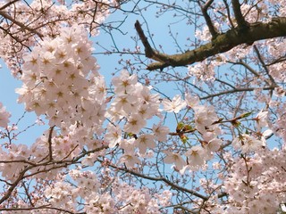 桜