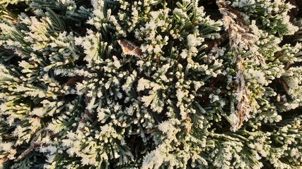 geb&uuml;sch morgen frost