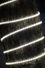 Naklejka na ściany i meble Trunk of the tree is shrouded in a white led strip.